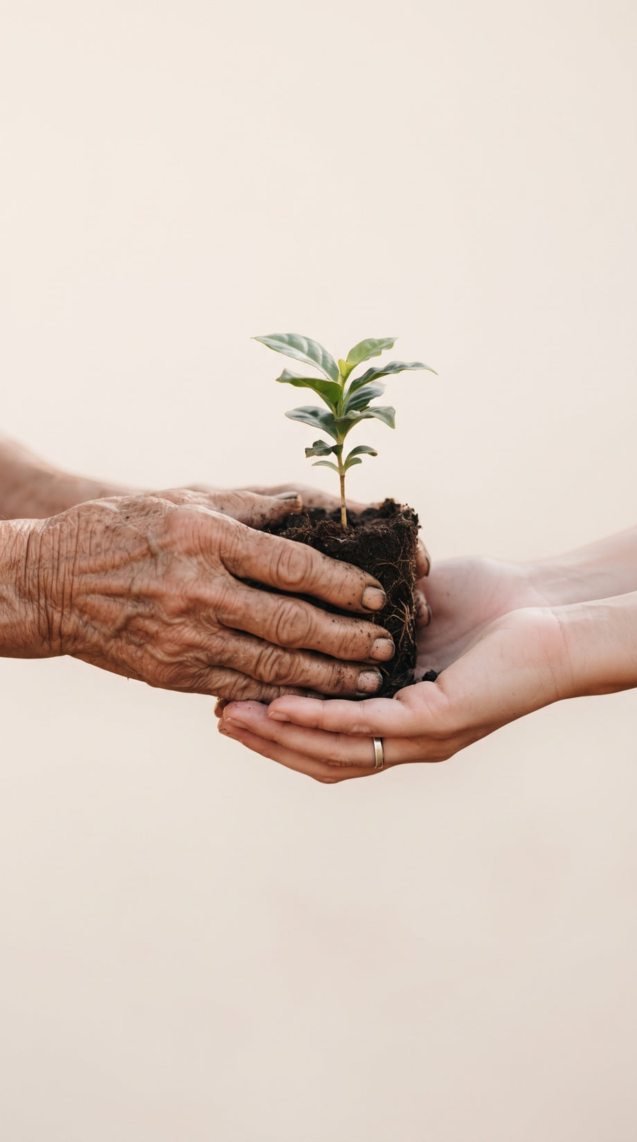 An older pair of hands passing a young coffee seedling into younger hands