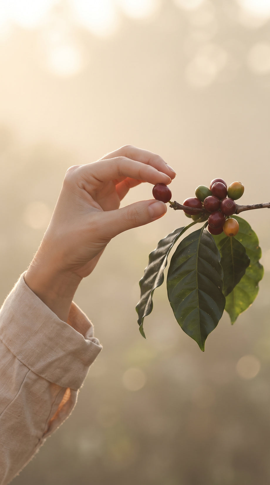 A hand picking a single ripe red coffee cherry from a branch at first light
