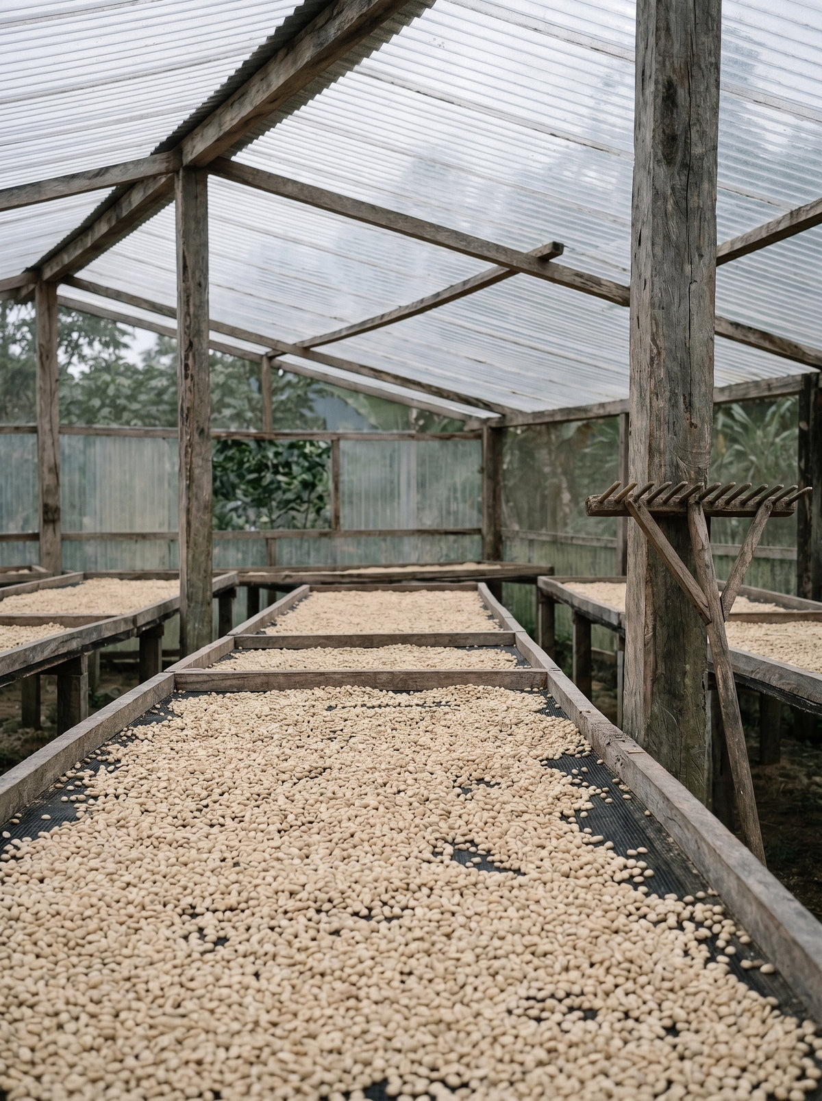 The drying house: parchment coffee spread over the raised beds